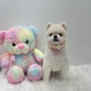 솜솜 애견미용 이미지