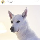 풍금푸드