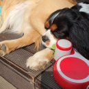 나무애견유치원 이미지