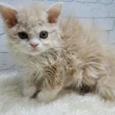 고양이전문점 허니캣 이미지