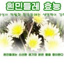 하얀민들레 이미지