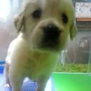 창원강아지분양 고양이분양 도그마루 이미지