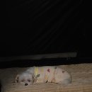 매향 오토 캠핑장 이미지