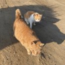 이삭애견훈련소 | 이삭 애견훈련소 방문후기