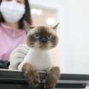 묘신사 그루밍 이미지