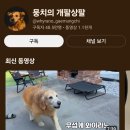 개팔상팔 이미지