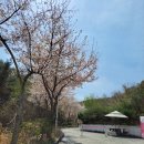 별잎정원 Daum카페