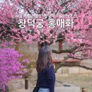 수강재 | 창덕궁 홍매화 명소 추천 서울 가볼만한곳 안국역 데이트 코스