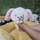 애견왕국 - 상주시 왕산로 254 | 광주 냄새없는 애견분양샵 펫왕국에서 건강보장 강아지분양 받은 후기