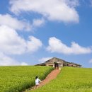 청보리목장 이미지