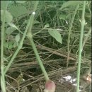 금무리농장 이미지