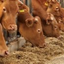 강원한우농장 이미지