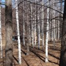 정선 사북읍/고한읍 건암산(1,036m)-우암산(1,181m)-고토일산(1,011m)-두치산(859m) 오지산행 이미지