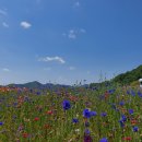 악양뚝방오리 이미지