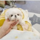 소형견 전문 광주강아지분양 펫블리 애견 샵에 다녀 온 후기