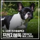 도그마루(왕십리점) 네이버블로그