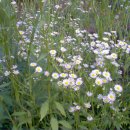 꽃의 노래 이미지