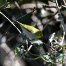 소청도의 작은동박새(swinhoe's white-eye) 이미지