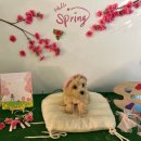 퍼피랜드애견카페 | 파주 운정역 애견카페 '헤이퍼피' 내돈내산 후기 💗 (야외 운동장 O,노키즈존)💗