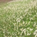 함초식당 소금항카페 이미지