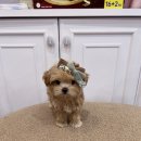 멜로디펍스 이미지