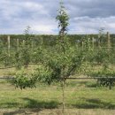 엔비(Envy) 이미지