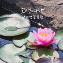 상리공원 | 수련이 피었습니다 초여름 고성 상리연꽃공원 지금 걷기 좋은 순간