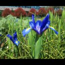 아이리스(iris)
