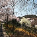 군산 월명공원의 벚꽃 이미지