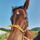 우승목장2 이미지