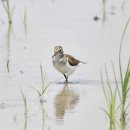 호곡리의 깝작도요(Common Sandpiper) 이미지