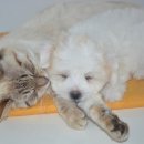 강아지와고양이 이미지