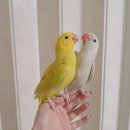 아르떼 (arte) 이미지