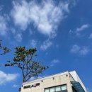 남나리전복 이미지