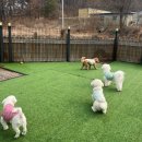 즐거운유치원 | 고덕애견유치원 [왓썹독] 후기 아이들이 즐거운 공간 왓썹독 방문기