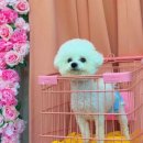 댕스파크 이미지