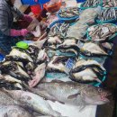 주문진좌판풍물시장 이미지