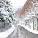 메타세콰이어 화장실 이미지