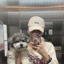 도그라움 이미지