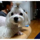뿡이나코 Daum카페