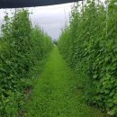 여주-0881 이미지