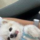 코~오 자자 이미지