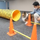 프랑소와펫 트레이닝센터 이미지