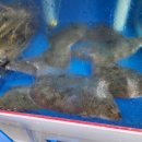 감포은정횟집 이미지