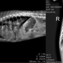 24시 잠실온 동물병원 이미지