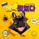 와우펫마트 이미지