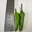 덤바우님 고추 예뻐요~ 이미지