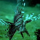 점솔베감펭(Red lionfish) 이미지
