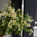 프렌치 스타일 유러피안 꽃다발 이미지