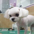 뽀미 애견 미용샵 이미지
